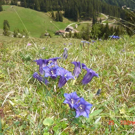 Appartements Alpenland - Ferienwohnungen Auffach